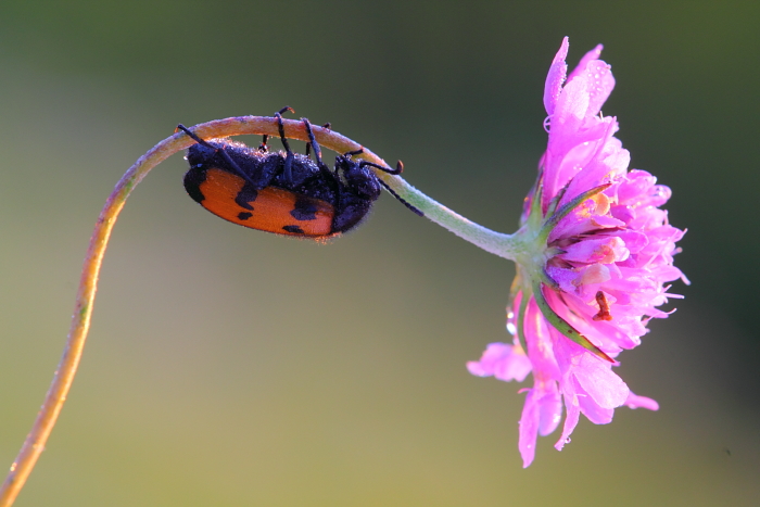 Mylabris sp. (post duplicato)